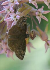 Erynnis lucilius