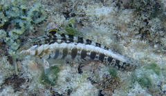 Parapercis australis