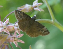 Erynnis lucilius