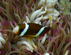 Amphiprion akindynos
