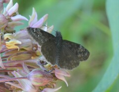 Erynnis lucilius