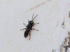 Tachysphex nigerrimus