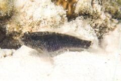 Asterropteryx semipunctata