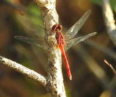 Nannodiplax rubra