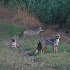 Lupulella adusta adusta