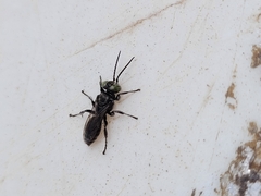 Tachysphex nigerrimus