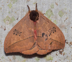 Automeris belti