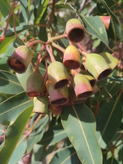 Corymbia ficifolia