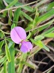 Desmodium rhytidophyllum