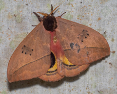 Automeris belti