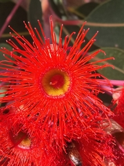 Corymbia ficifolia