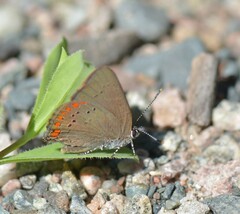 Satyrium titus