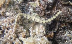 Corythoichthys flavofasciatus