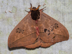 Automeris belti