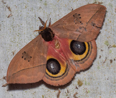 Automeris belti