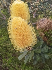 Banksia sceptrum
