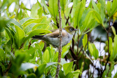 Zosterops lateralis lateralis