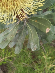 Banksia sceptrum