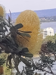 Banksia sceptrum