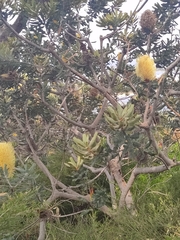 Banksia sceptrum