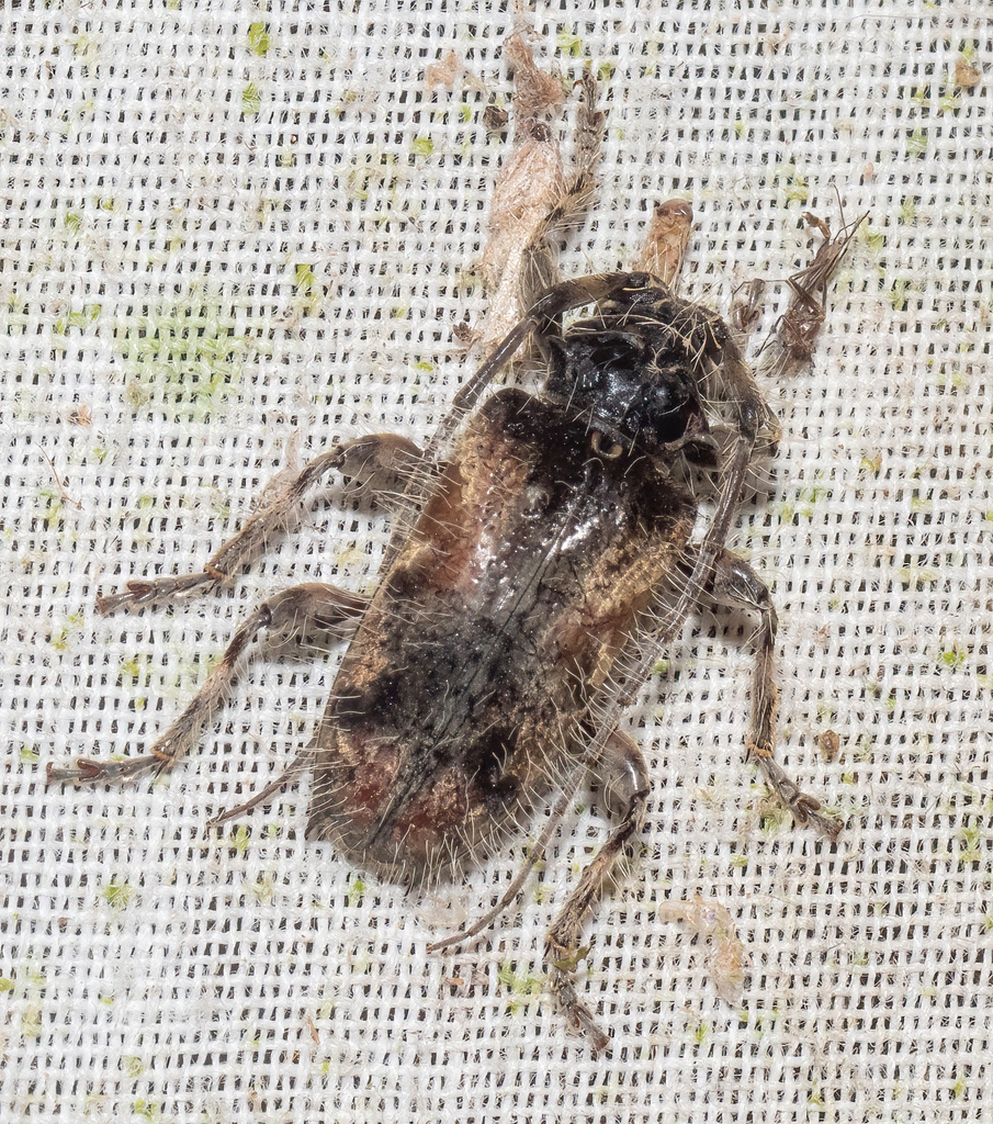 Cosmotomidius