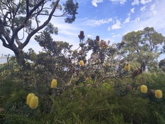 Banksia sceptrum