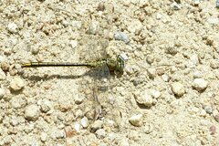 Gomphus pulchellus