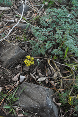 Lomatium salmoniflorum