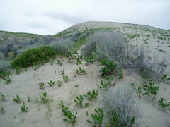 Rumex venosus