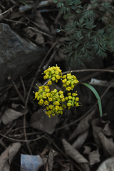 Lomatium salmoniflorum