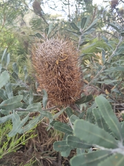 Banksia sceptrum