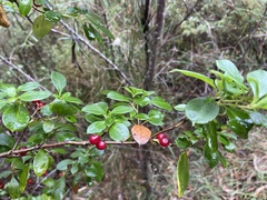 Coprosma hirtella