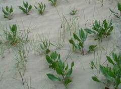 Rumex venosus