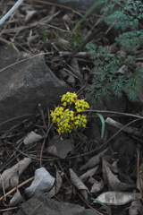 Lomatium salmoniflorum