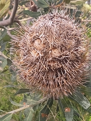 Banksia sceptrum