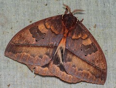 Automeris postalbida