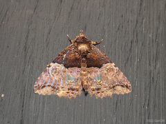 Daddala quadrisignata