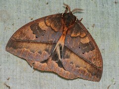 Automeris postalbida