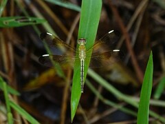 Neurothemis stigmatizans