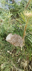 Banksia hookeriana