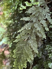 Hymenophyllum frankliniae