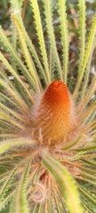 Banksia hookeriana
