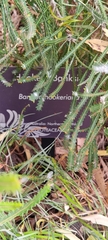 Banksia hookeriana