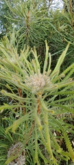 Banksia hookeriana