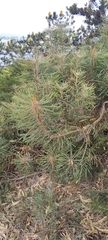 Banksia hookeriana
