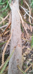 Banksia hookeriana