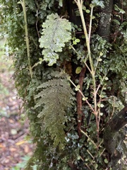 Hymenophyllum frankliniae