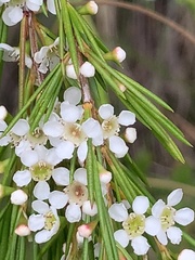Baeckea linifolia