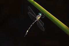 Parasynthemis regina