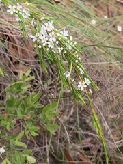 Baeckea linifolia